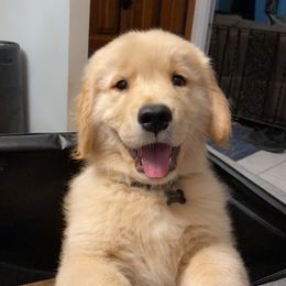 Golden Retriever Puppies from OPK Goldens