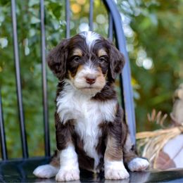 Brass - Brown male Bernedoodle puppy in Queen Creek, Arizona from Dulcito Doodles