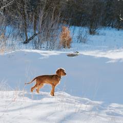 Irish Setter Puppies from Spring Creek Irish Setters