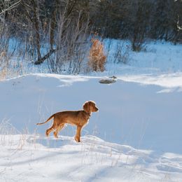 Irish Setter Puppies from Spring Creek Irish Setters