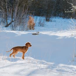 Irish Setter Puppies from Spring Creek Irish Setters
