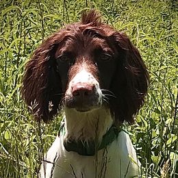 Clíodhna - English Springer Spaniel