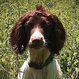 Clíodhna - English Springer Spaniel