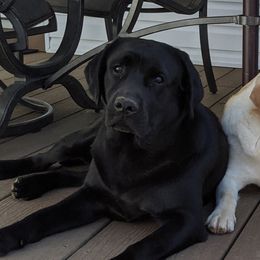 Kalisy (pronounced Ca-LEE-see) - Labrador Retriever