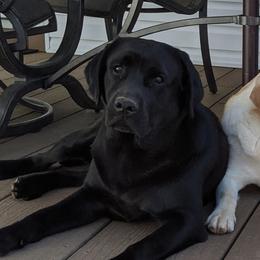 Kalisy (pronounced Ca-LEE-see) - Labrador Retriever