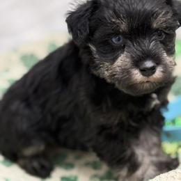 Blue collar - Black and silver male Miniature Schnauzer puppy in Teton County, Montana from East Front Labradors & Treasure State Schnauzers