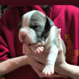 Boy 1 - Blue brindle male American Bully puppy in Phoenix, Arizona from Superstes Guard