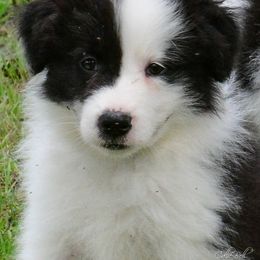 Border Collie Puppies from Shorewind Border Collies