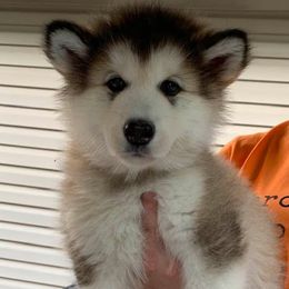 Girl 4 - Sable and white female Alaskan Malamute puppy in Indianapolis, Indiana from Kasaan Alaskan Malamutes