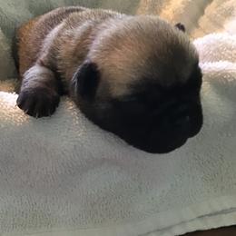 Girl 3 - Pug puppy from Khloe’s WV Pugs