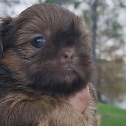 NALA - Liver female Shih Tzu puppy in Kissimmee, Florida from My Little Shih Tzu Dreams
