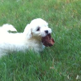 Coton de Tulear Puppies from Hopecrest Show Dogs