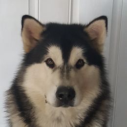 Alaskan Malamute All Grown Up from Illusion Kennel