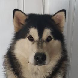 Alaskan Malamute All Grown Up from Illusion Kennel