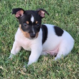 Otis - White and black male Teddy Roosevelt Terrier puppy in Claremore, Oklahoma from Travelin' Man Terriers