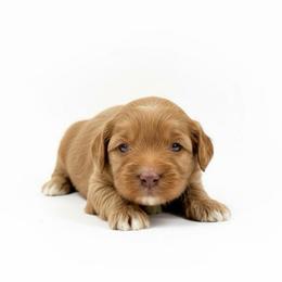 Girl 4 - Red female Australian Labradoodle puppy in Columbus, Montana from Comfort Doodle
