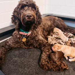 Goldendoodle Puppies from Liberty Creek Farms