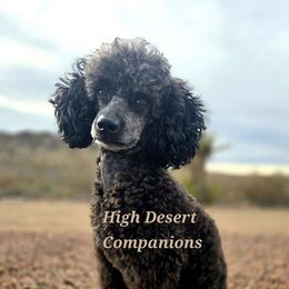 Jasmine - Poodle