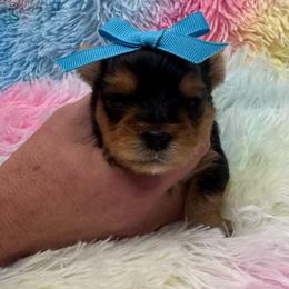 Green boy - Blue and gold male Yorkshire Terrier puppy in Milton, Florida from Sassenach Yorkie Kennels