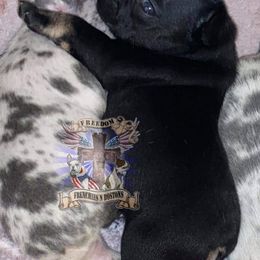 Boston Terrier and French Bulldog Puppies from Freedom Bostons