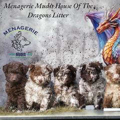 Mudi Puppies from Menagerie Mudis & More