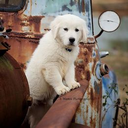 Labrador Retriever Puppies from Palmetto Gun Dogs
