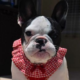 French Bulldogs from Mia Bella French Bulldogs