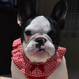 French Bulldogs from Mia Bella French Bulldogs