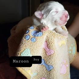 Maroon Boy - White male Great Pyrenees puppy in Yucaipa, California from Rusty Horse Ranch Great Pyrenees