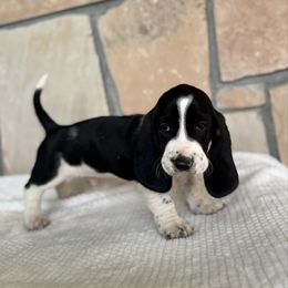George - Black and white male Basset Hound puppy in Yarnell, Arizona from Boulder Oak Bassets