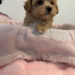 Maltese and Maltipoo Puppies from Julie Tremblay