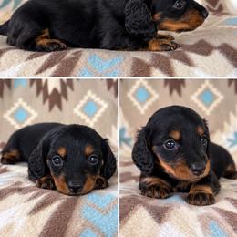 Boy 2 - Black and tan male Dachshund puppy in Oklahoma from Red Oak Long Dogs