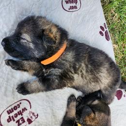 Watson (Orange male) - Sable male German Shepherd puppy in Winchester, Kentucky from Del Lago Canine