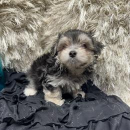 Marley - Black & tan tri-color male Morkie puppy in Taylorsville, North Carolina from Mountain Top Hot Tailz