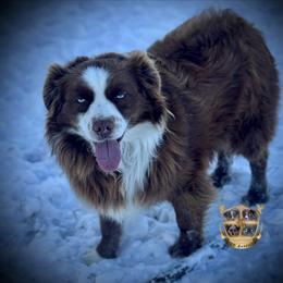 Fred - Australian Shepherd