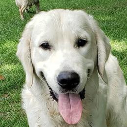 Cowboy - Golden Retriever