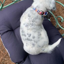 Dalmatian Puppies from Clarks 101 Dalmatians
