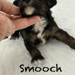 Smooch - Phantom male Poodle puppy in Wheatland, California from Sapphire Ridge Poodles