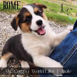 Rome - Black and tan male Pembroke Welsh Corgi puppy in Pine Village, Indiana from NL Horsemanship