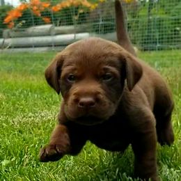 Labrador Retrievers from High Prairie Canines