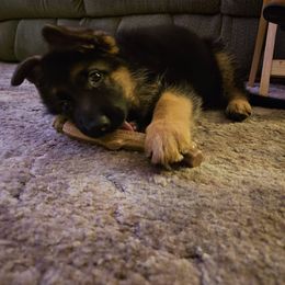 German Shepherd Puppies from Ewig Krieger Kennels