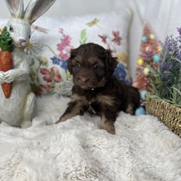 Aussiedoodle, Bernedoodle, and Goldendoodle Puppies from Little Golden Farm
