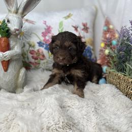 Aussiedoodle, Bernedoodle, and Goldendoodle Puppies from Little Golden Farm