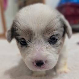 Dilute Blue Merle Female - Blue merle and white female Cardigan Welsh Corgi puppy in Chehalis, Washington from Triple B Corgis