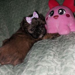 Chocolate girl - Chocolate female Shih Tzu puppy in Arcadia, Florida from Kitsune Cuddles and kisses