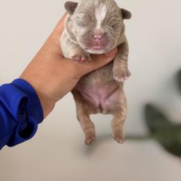 French Bulldog Puppies from Infinity French Bulldogs