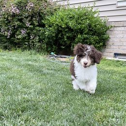 Aussiedoodle Puppies from Pawsome Aussie Doodles
