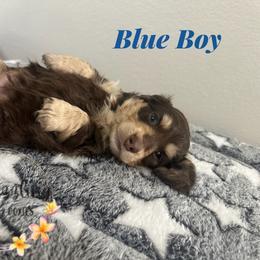 Blue boy - Chocolate and cream male Dachshund puppy in Kissimmee, Florida from Dazzling Frenchies and Doxies