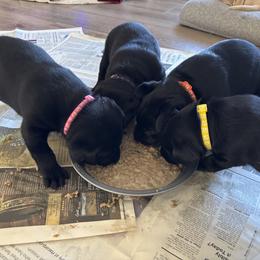 Labrador Retriever Puppies from Front Range Labradors LLC