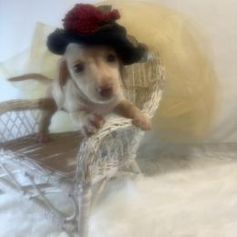 FOUND NEW HOME - Cream female Dachshund puppy in Polo, Missouri from Blue Tails Farm